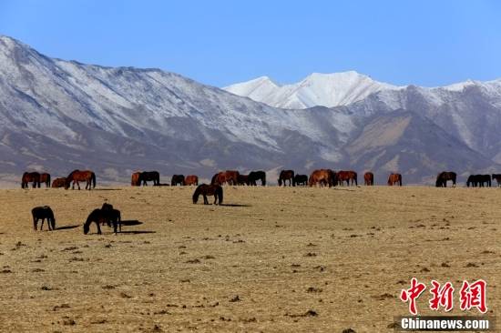 风景|甘肃山丹马场马群在祁连雪峰下悠闲觅食