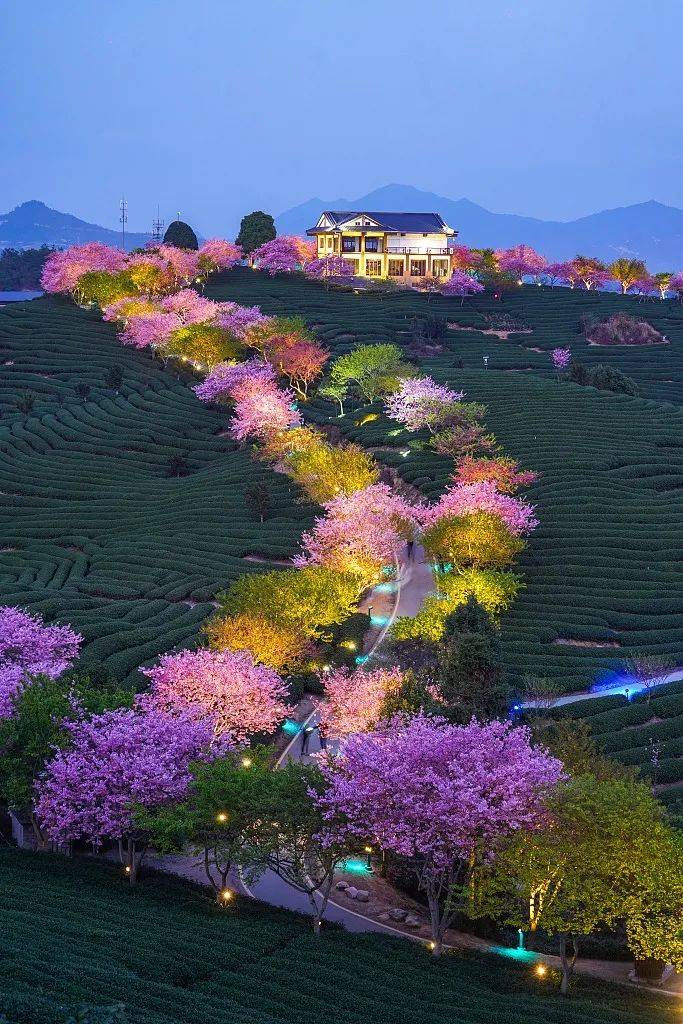 赏樱|3月，给春天“搞点颜色”看看