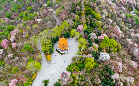 丹东锦江山公园的樱花图片