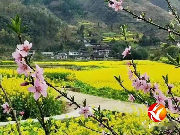 春到石花村 春风 菜花 清水江 春到石花村 春风 菜花 清水江
