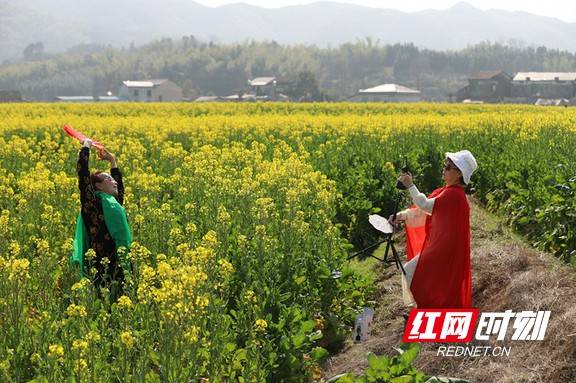 女士|视频丨桃江石牛江镇：油菜花开春意浓