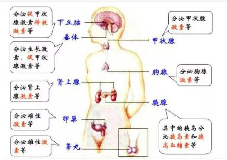 人体内分泌系统