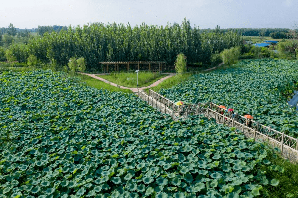 生态文明示范建设省级生态文明建设示范区淄博市高青县花沟镇