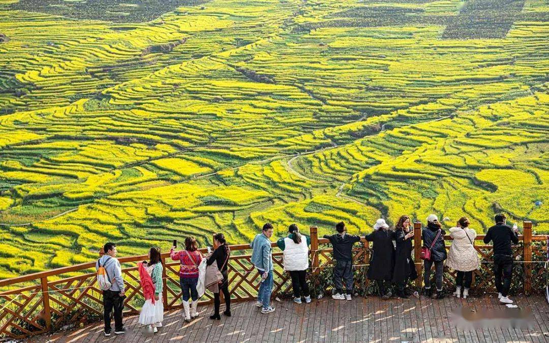 盤州旅遊油菜花開旅遊興起