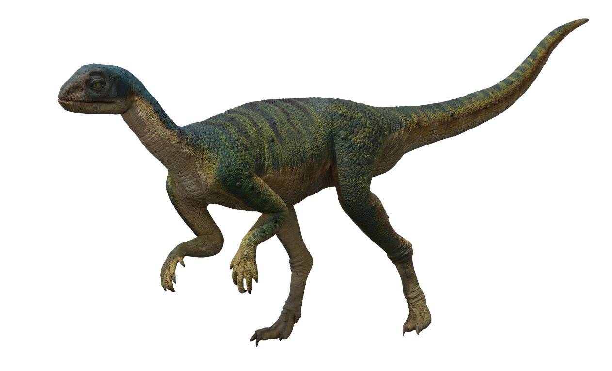 重磅| 重庆发现亚洲最古老的剑龙化石!在云阳!_恐龙_巴山_动物群