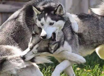 当二哈遇上二哈,它们是用这样奇葩的方式打架,太沙雕了,哈哈哈_尾巴