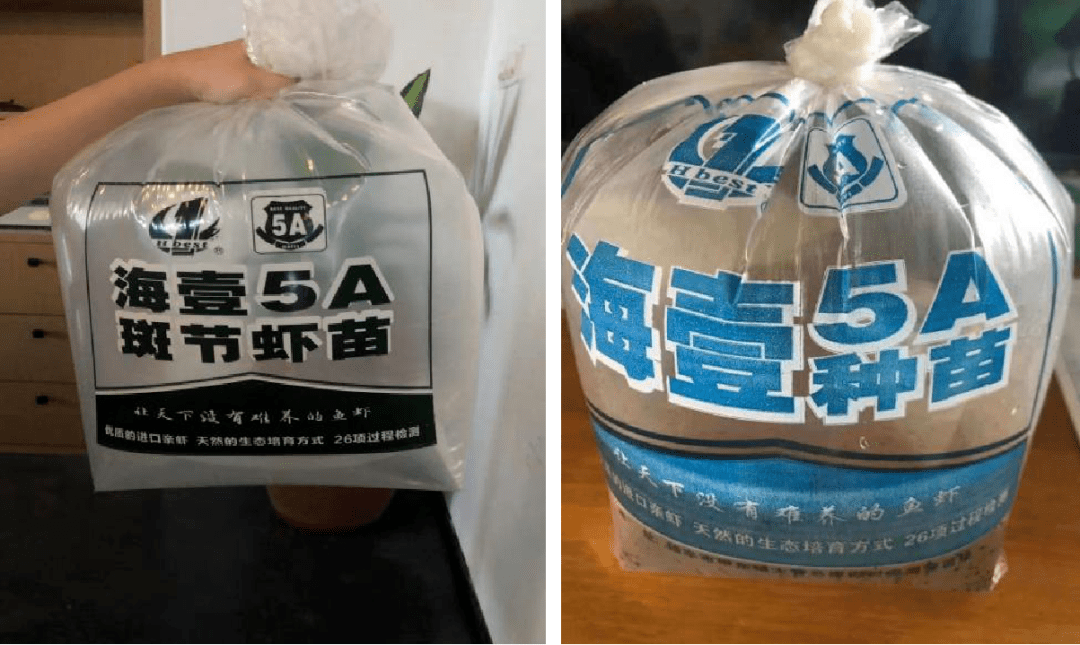 种苗先行01海壹作为行业领军,深耕金刚虾养殖赛道多年,探索出"a级虾苗