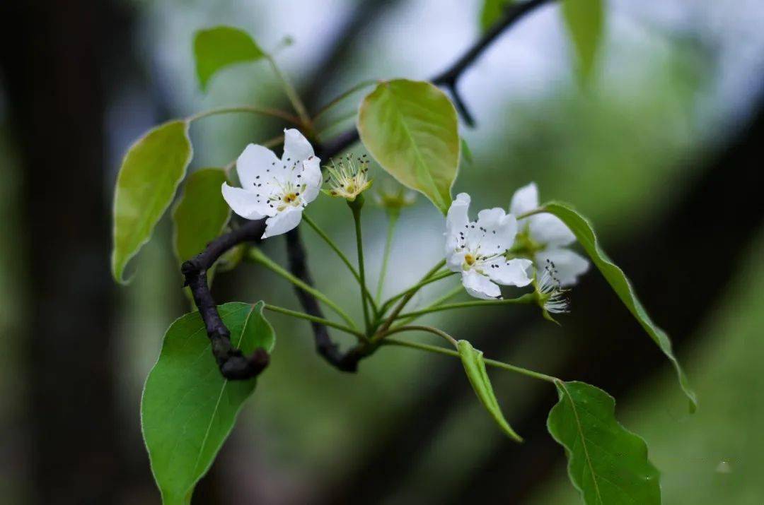 攻略|又见花开都江堰 | 三月赏花攻略来袭，快来邂逅“花花世界”！