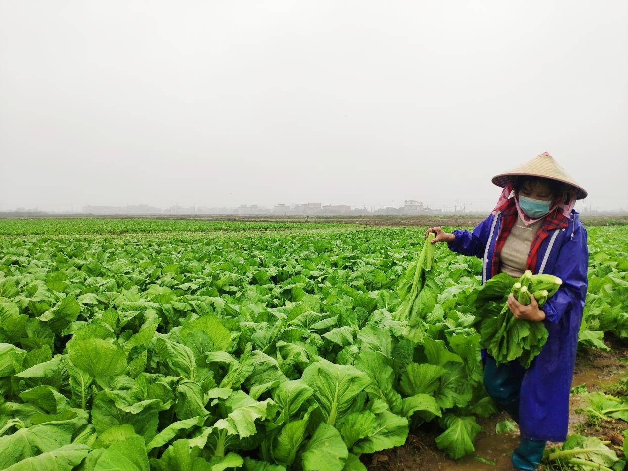 广西东兴千亩蔬菜喜获丰收农民采摘忙