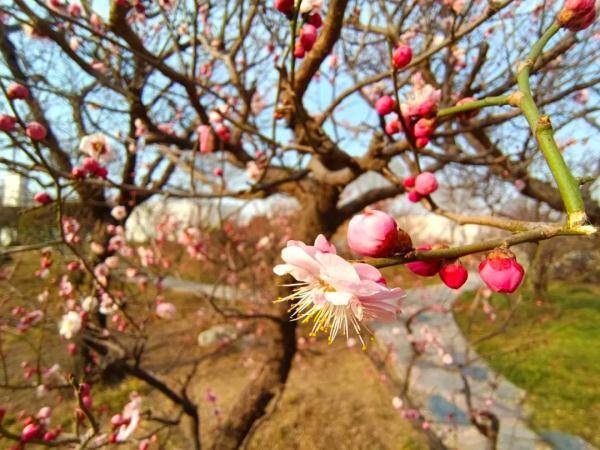 门票|打折、免费！三八妇女节石家庄景区给“女神”送福利啦