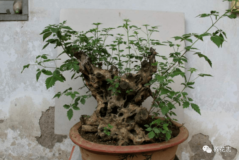 青檀下山桩图片图片