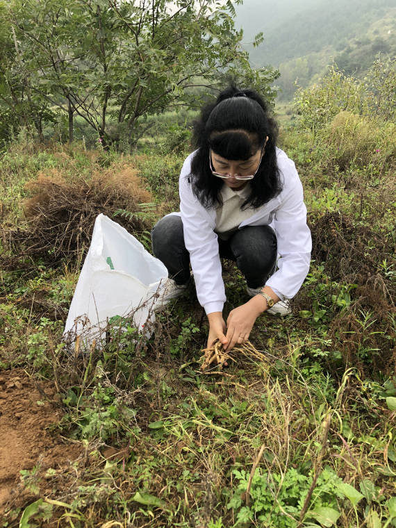 产业|“泡”在地里的女教授：与中药材结缘 让更多人受益