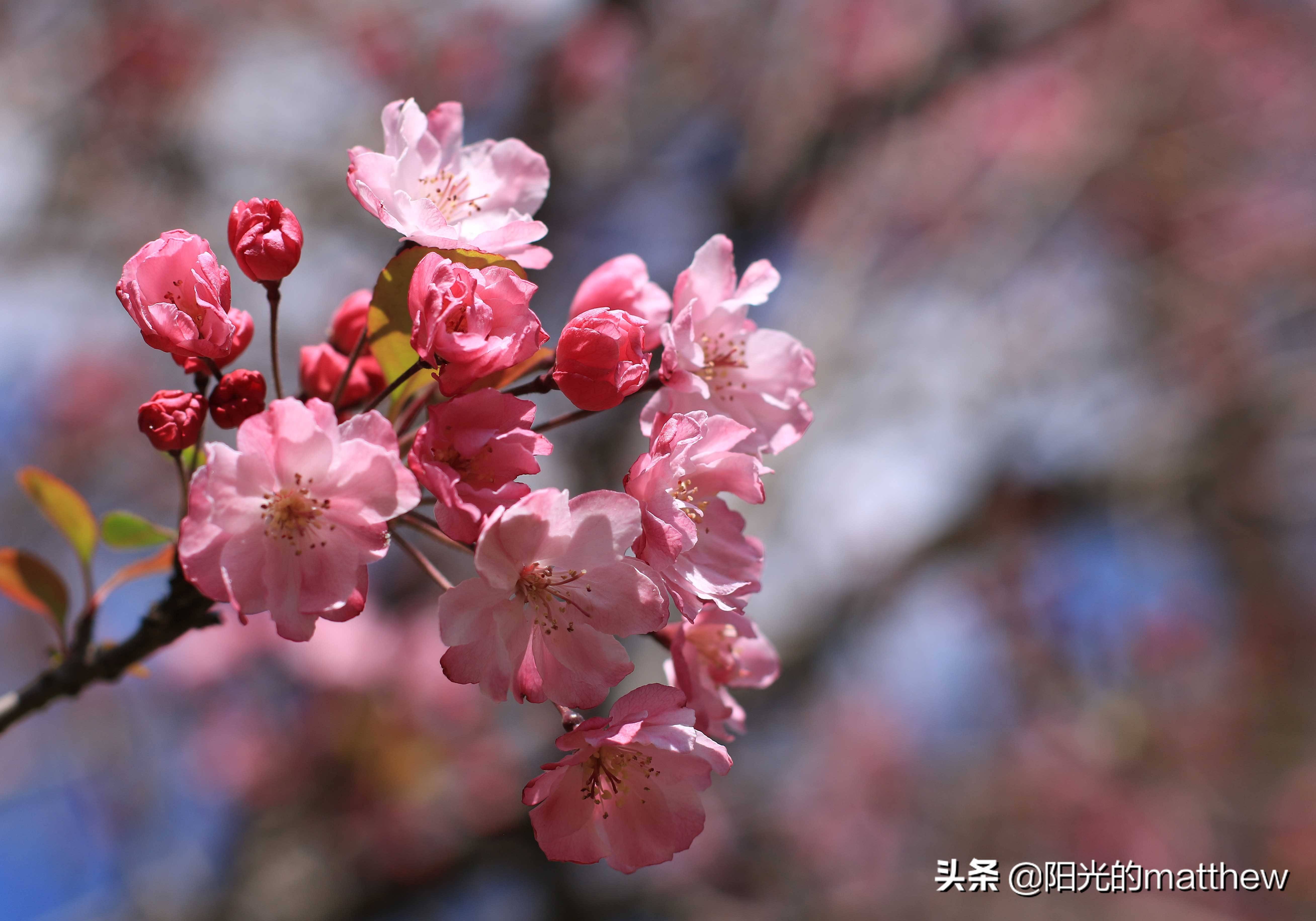 昆明西华公园海棠花绽放三八节市民游园乐享花海美景