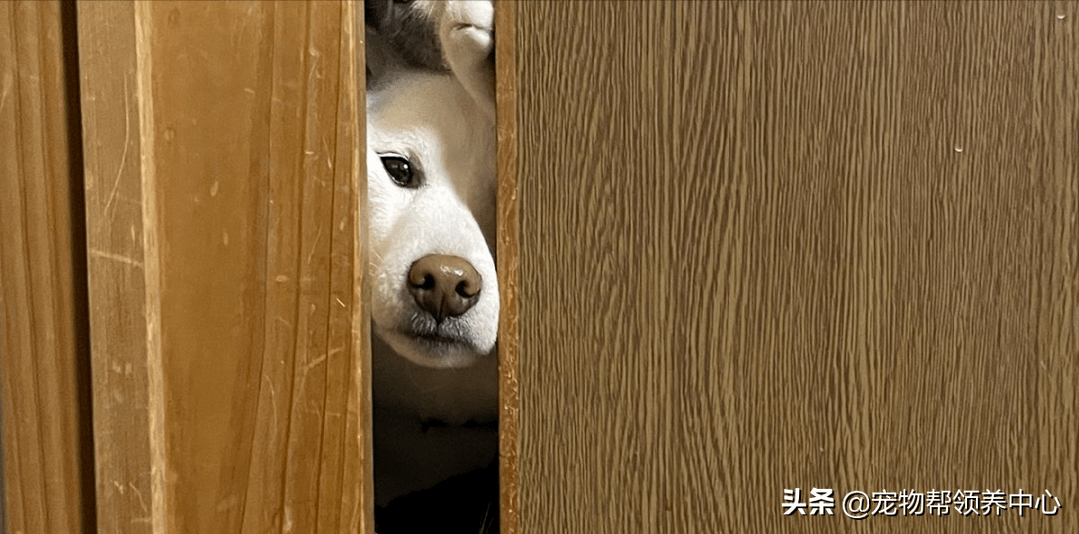 感觉背后凉飕飕回头竟是两猫一狗趴门缝惊吓之余被萌哭了