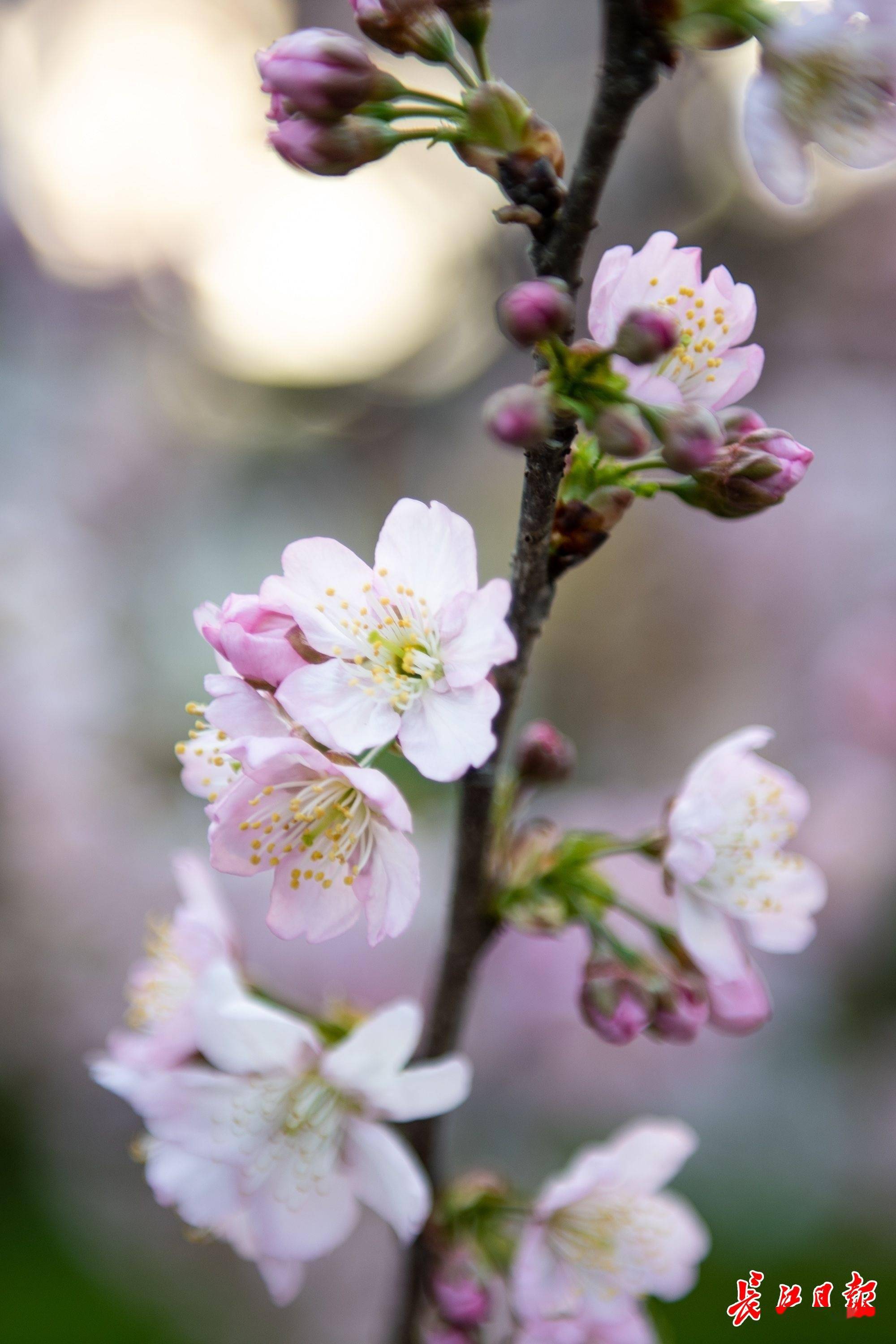 东湖樱花园早樱陆续盛开图集
