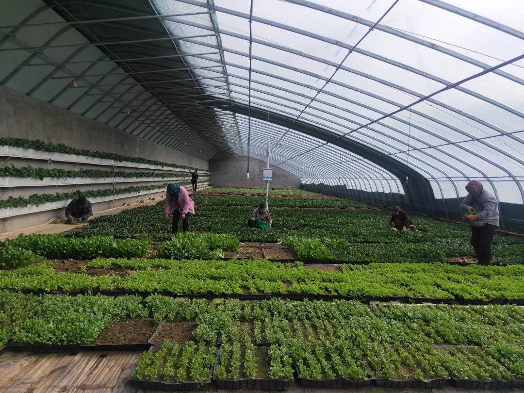 定西市安定区:蔬菜大棚春意浓_种植_花卉_锦州