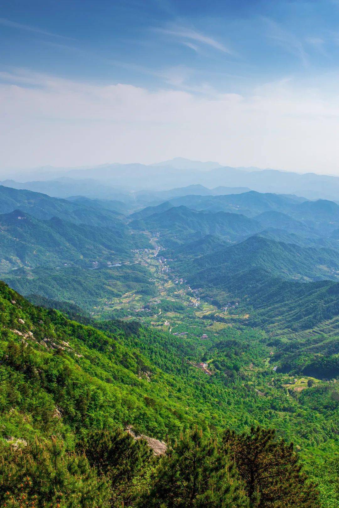 中国江北茶区是一条狭长的东西走向区域这里主要产茶地为大巴山脉大