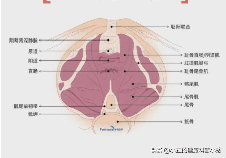 科学使用4类药物,改善盆底肌群功能_尿道_神经系统_膀胱