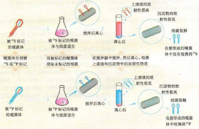 艾弗里证明dna是遗传物体的实验肺炎双球菌的转化实验两对相对性状