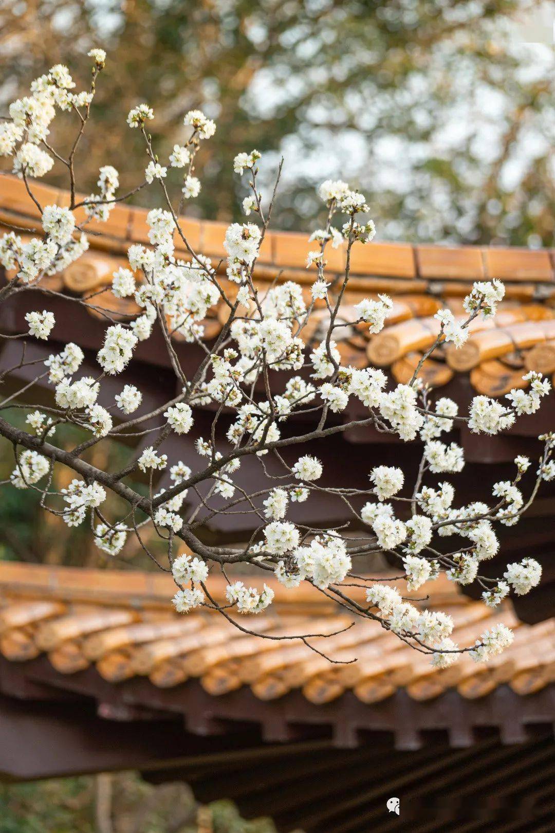 武汉最美的梨花树被我找到了