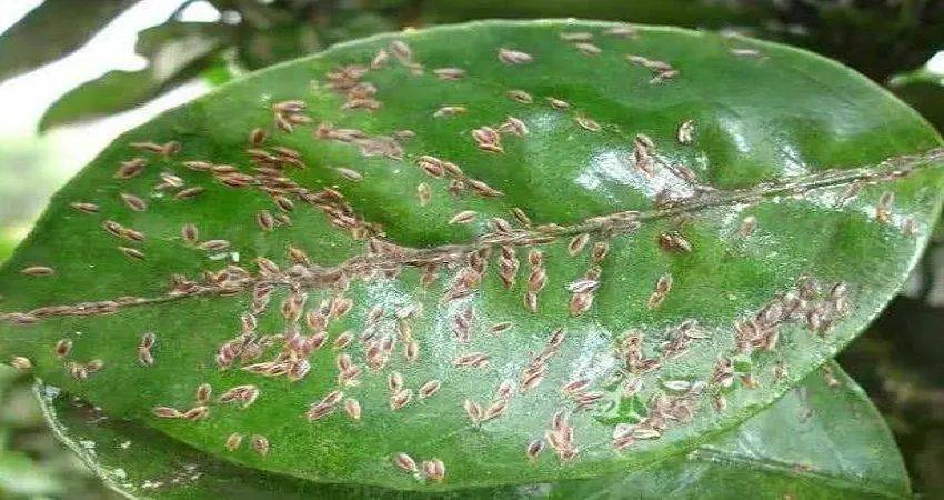 【植保】气温升高虫蚁出没,蚧壳虫防治现在就得行动_董丽萍_农业_节目