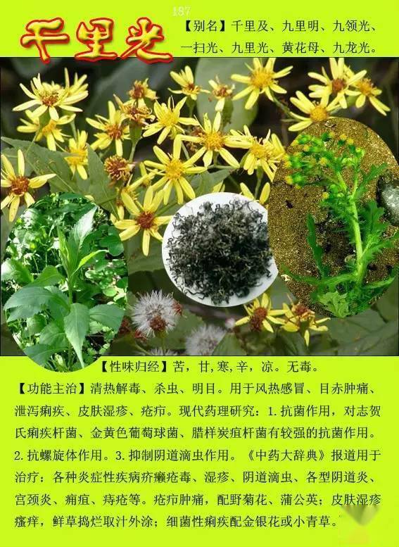 300种常见中草药图谱含功能主治