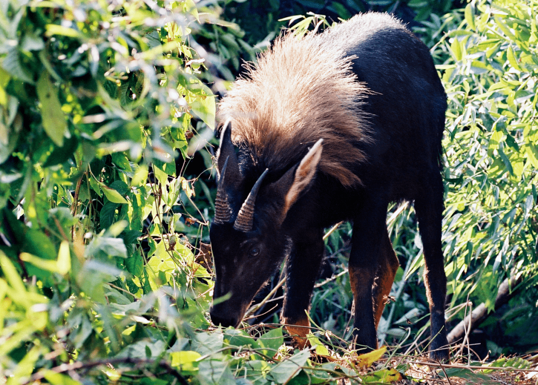 这里是福建震惊世界的生物多样性宝库走进武夷山国家公园1