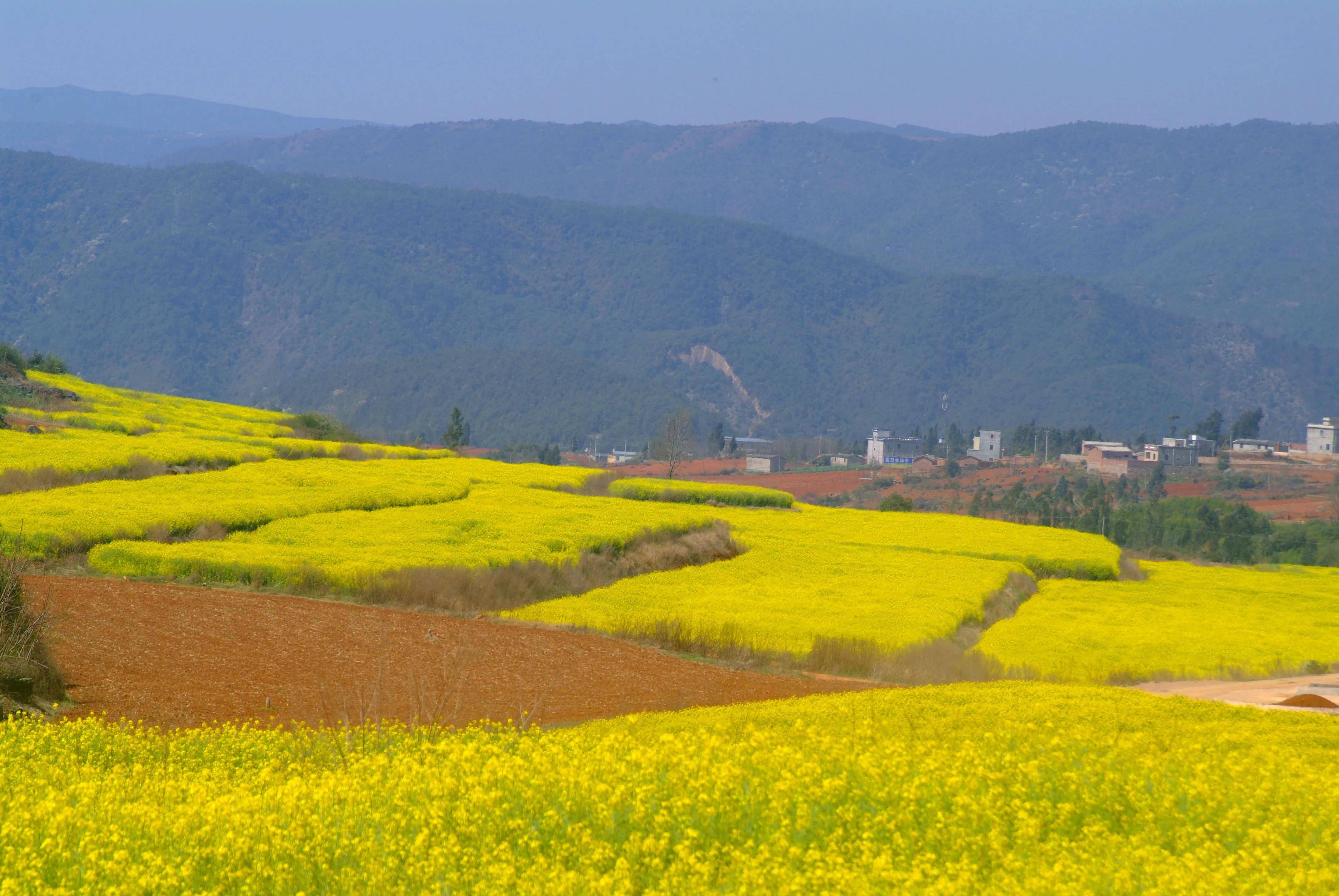云南陆良:芳华板田向阳村的油菜花海