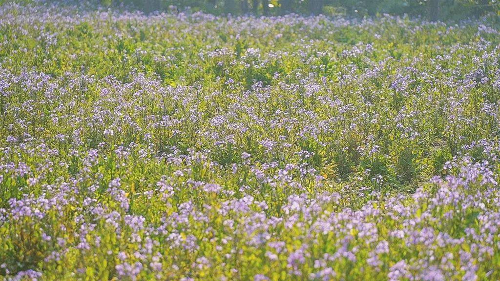 申城二月兰进入观赏期云赏一波紫色花海 井亭村 花朵 新河镇