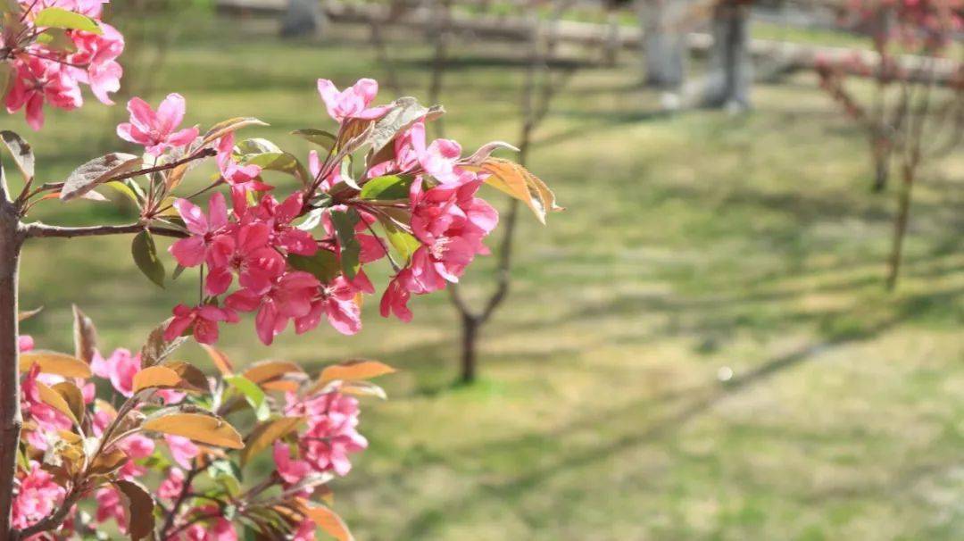 花 语:温和,美丽,快乐《题磁岭海棠花》唐