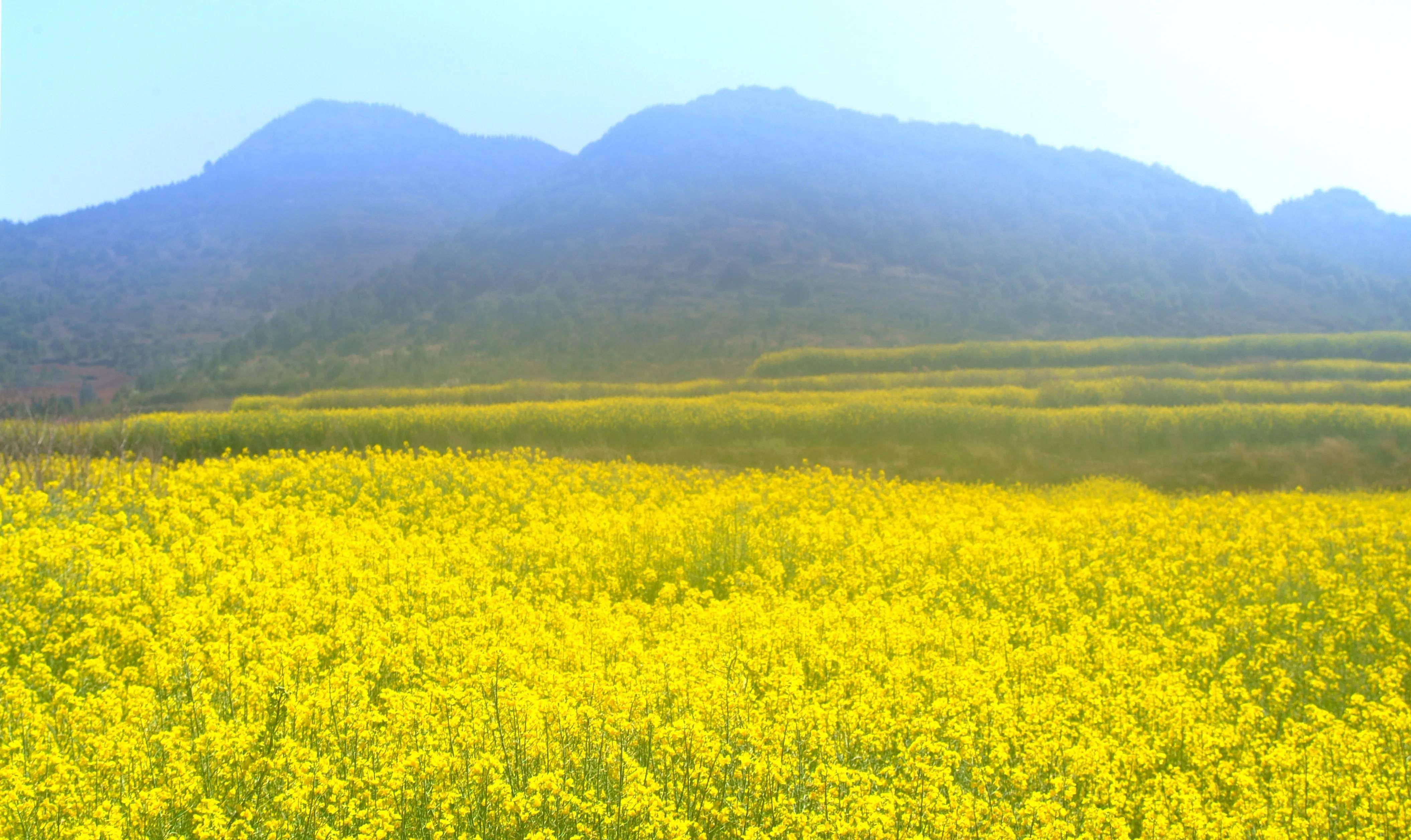 云南陆良芳华板田向阳村的油菜花海