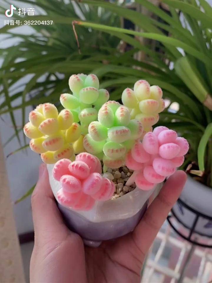 熊童子熊童子萌芽熊的小治愈粘土多肉新年康是福