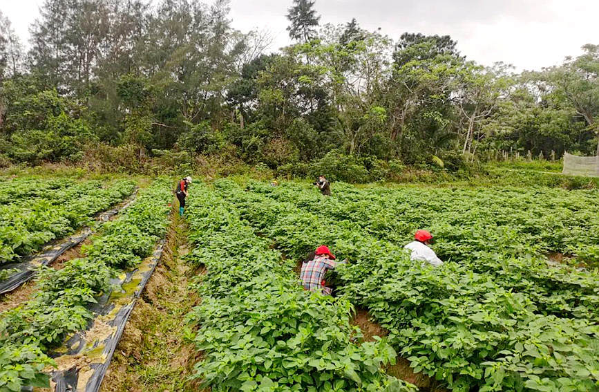 海南文昌:黄灯笼辣椒获丰收 产业振兴结新果