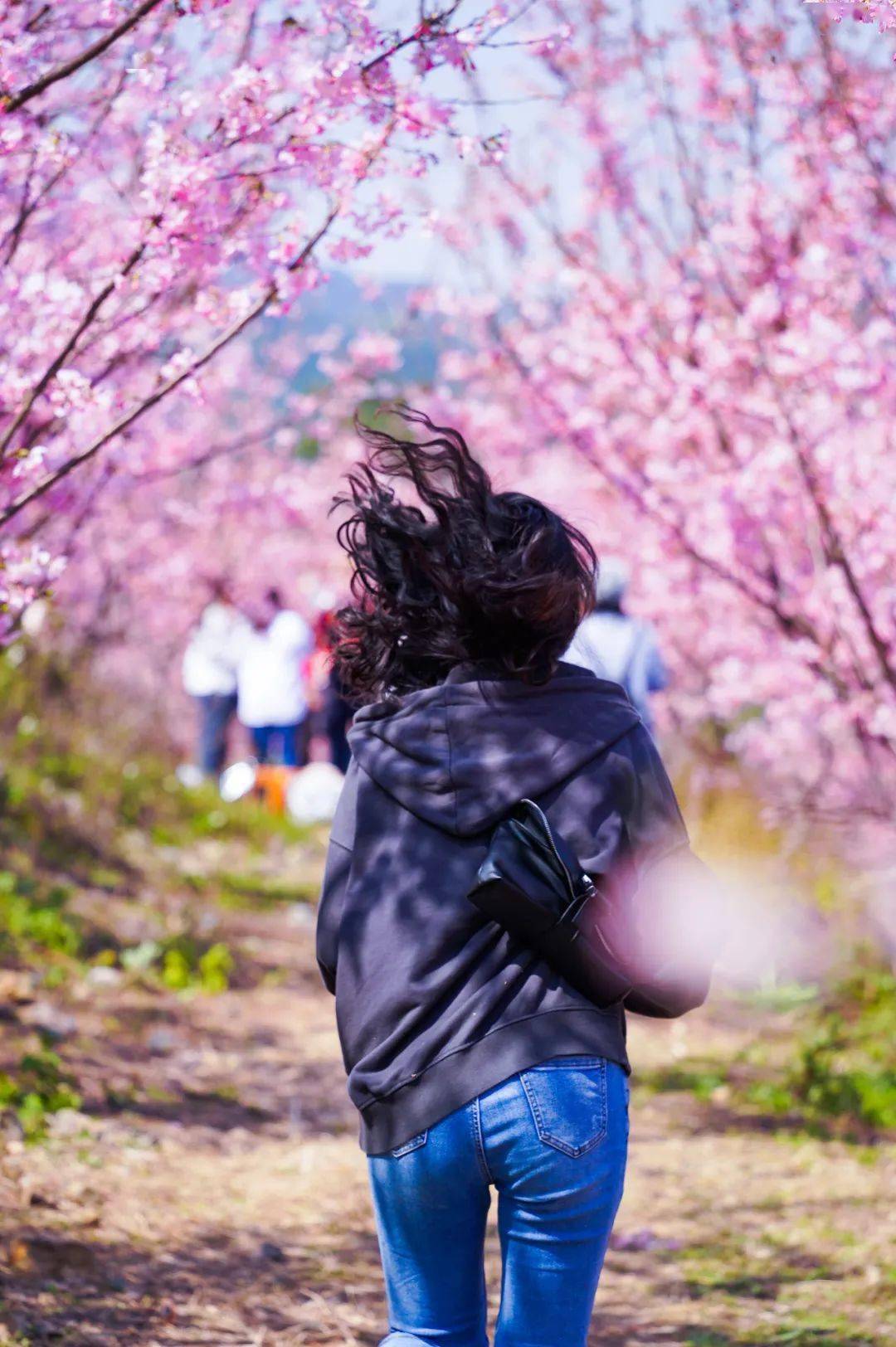 柳州樱花海绝美盛开!整整2000株,出片率超高!