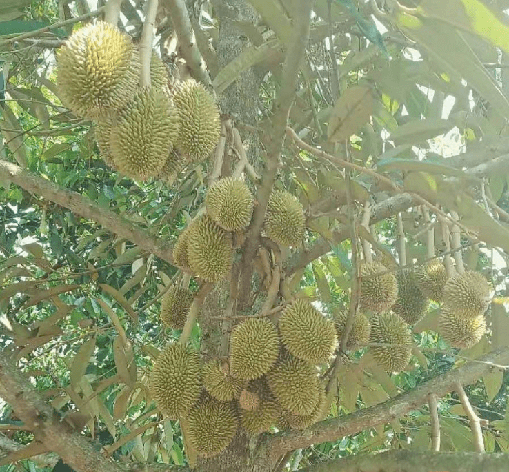 據瞭解,海南保亭華盛紅毛丹種植基地在2015年作為景觀樹種植了40餘棵