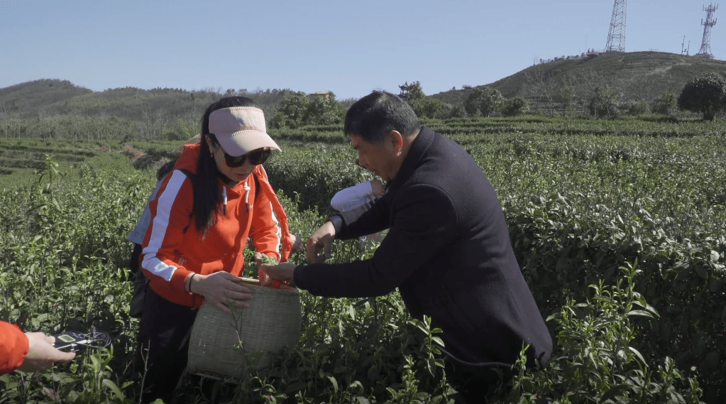 游客|双牌云台山：春茶开采体验游热