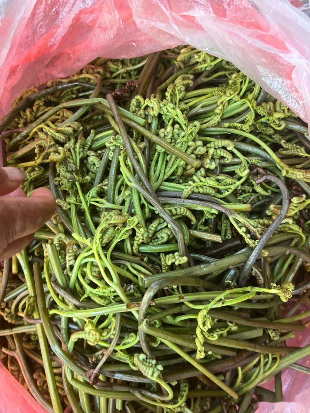 楚雄市場內山茅野菜上市小時候的味道你吃過多少多圖