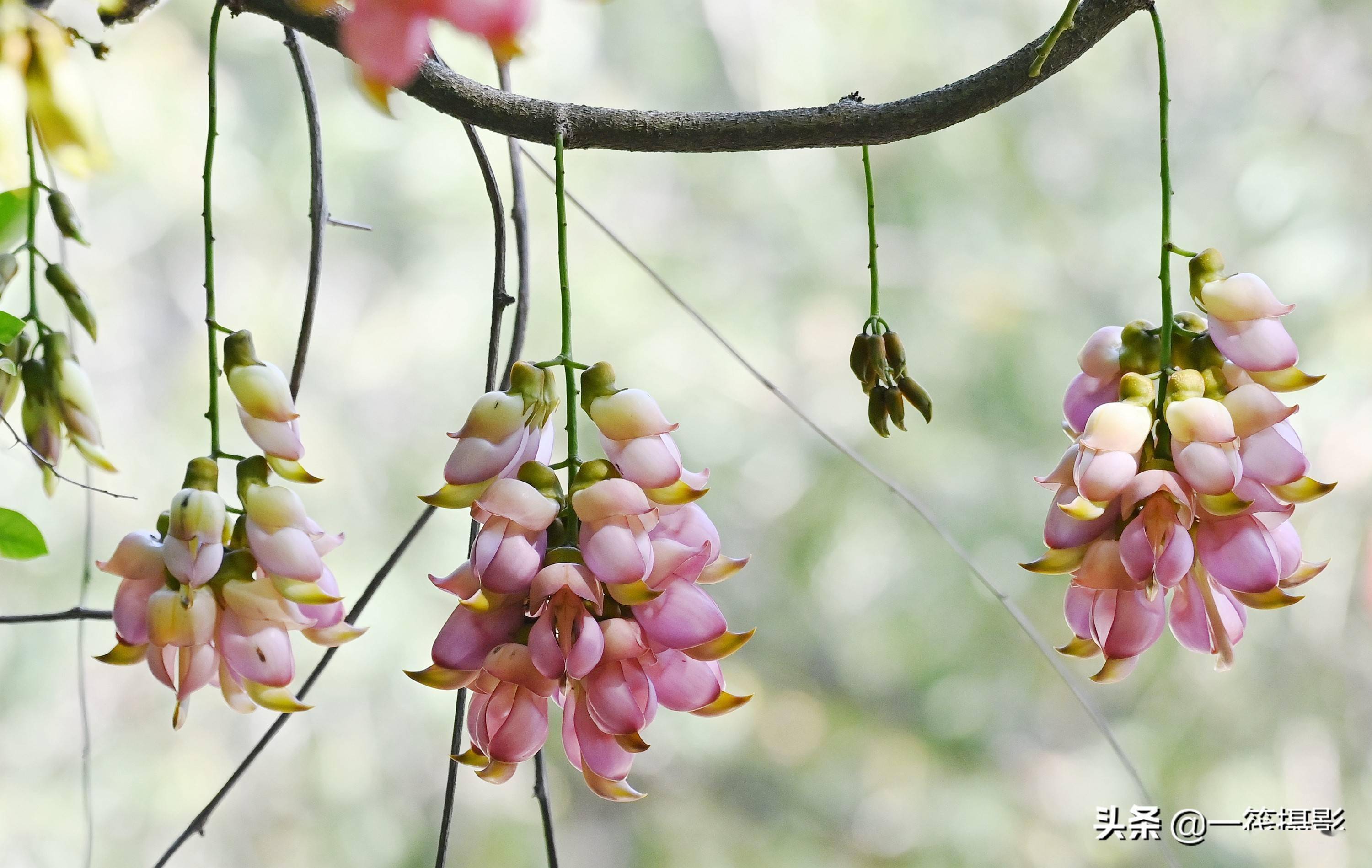 华南植物园禾雀花图片图片