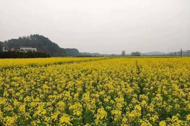 漫山遍野的油菜花即將盛開湖南這5個賞花勝地一定要去看看