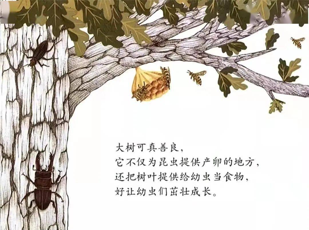 凤幼云课堂大班绘本分享善良的大树