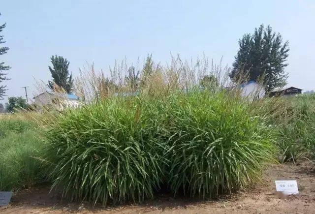 园林植物丨芒草类观赏草介绍_叶片_形态_密度