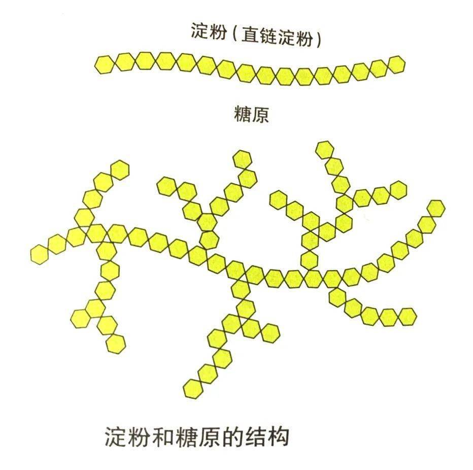 了解人体碳水化合物摄入量,科学补充运动能量_分子_单糖_纤维素