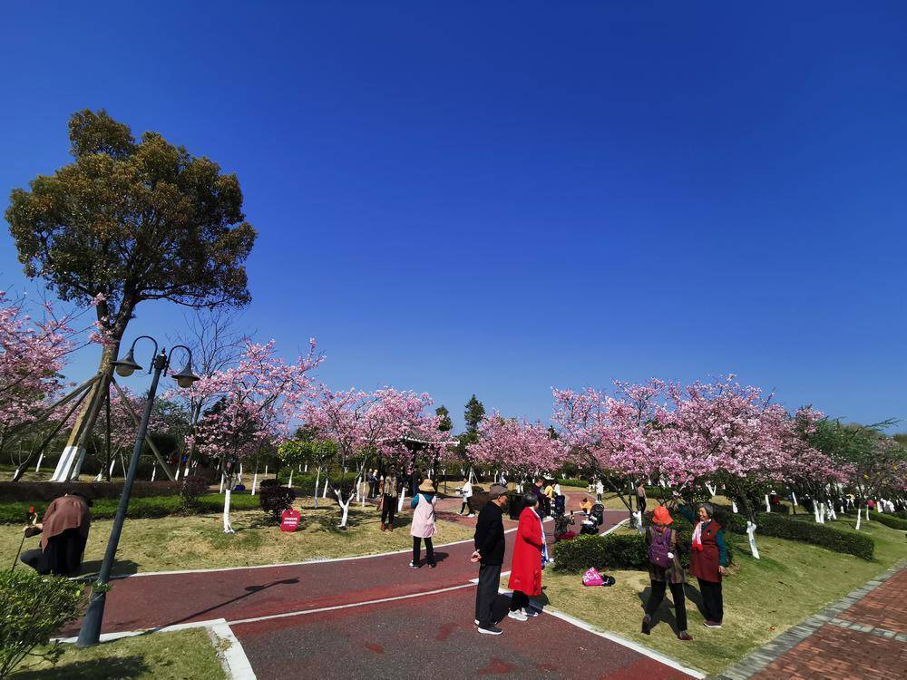 韶关樱花公园图片