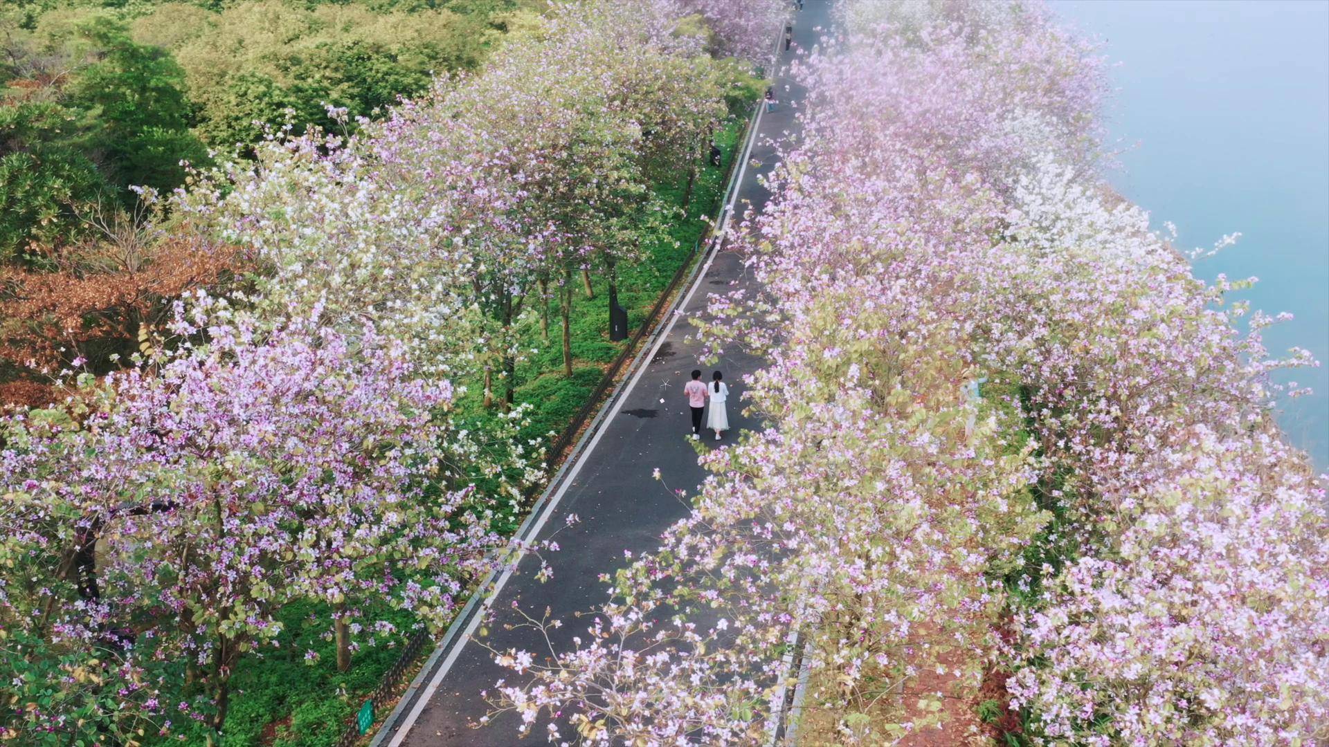广州紫荆花最美观赏地图片