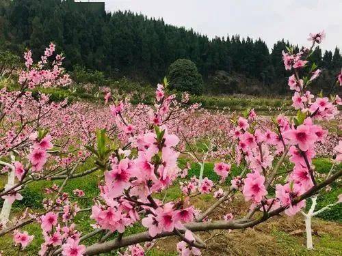 遂宁赏花地图来了周末相约花花世界