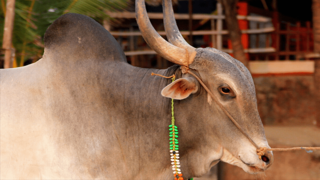 妇女为什么说印度纱丽是世界上最美的衣服？附17条印度冷知识