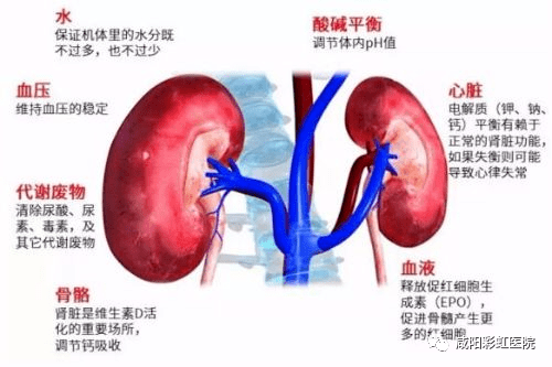 肾脏|【科普知识】世界肾脏日