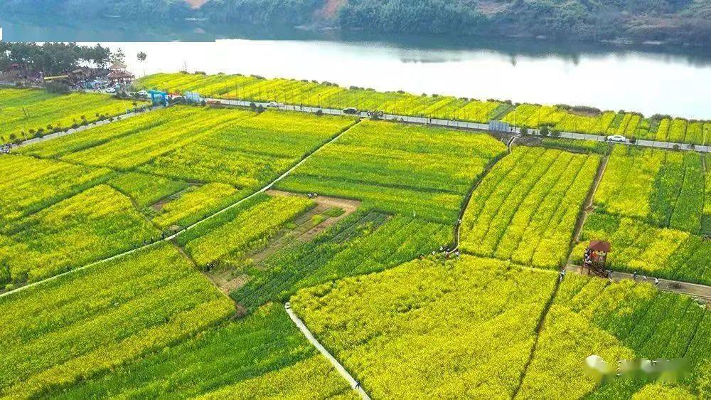 夏塘,青粑粒摊位排列在圩道边的入口处,熙熙攘攘的人流,川流不息的