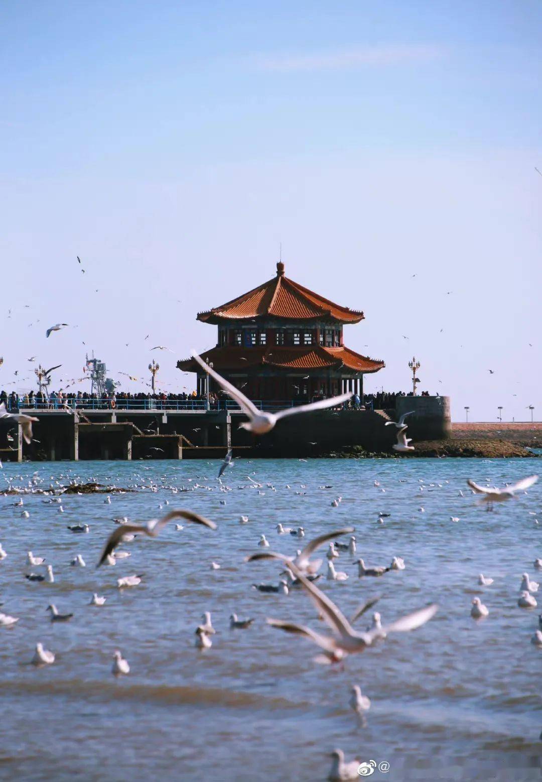 青岛别急这个春天只是稍晚了一些