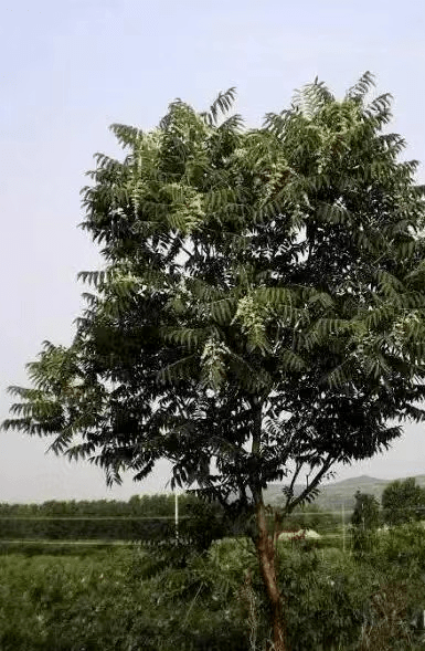 香椿与臭椿小寓言